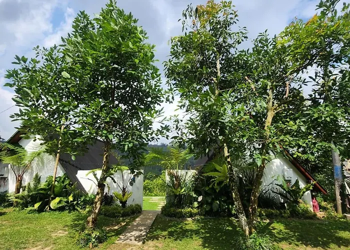 Kanginan Orman Evi Plaga