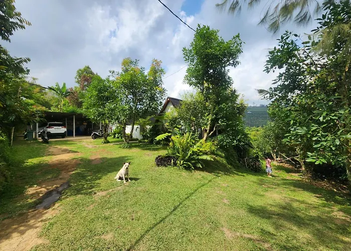 Kanginan Orman Evi Plaga